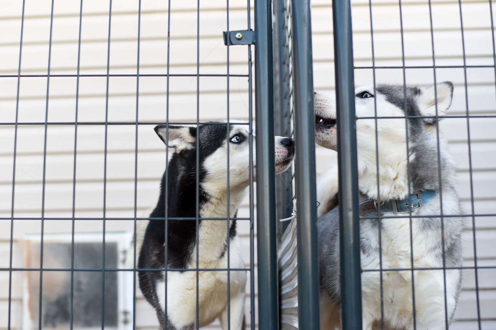 purebred dogs in cage in veterinary clinic