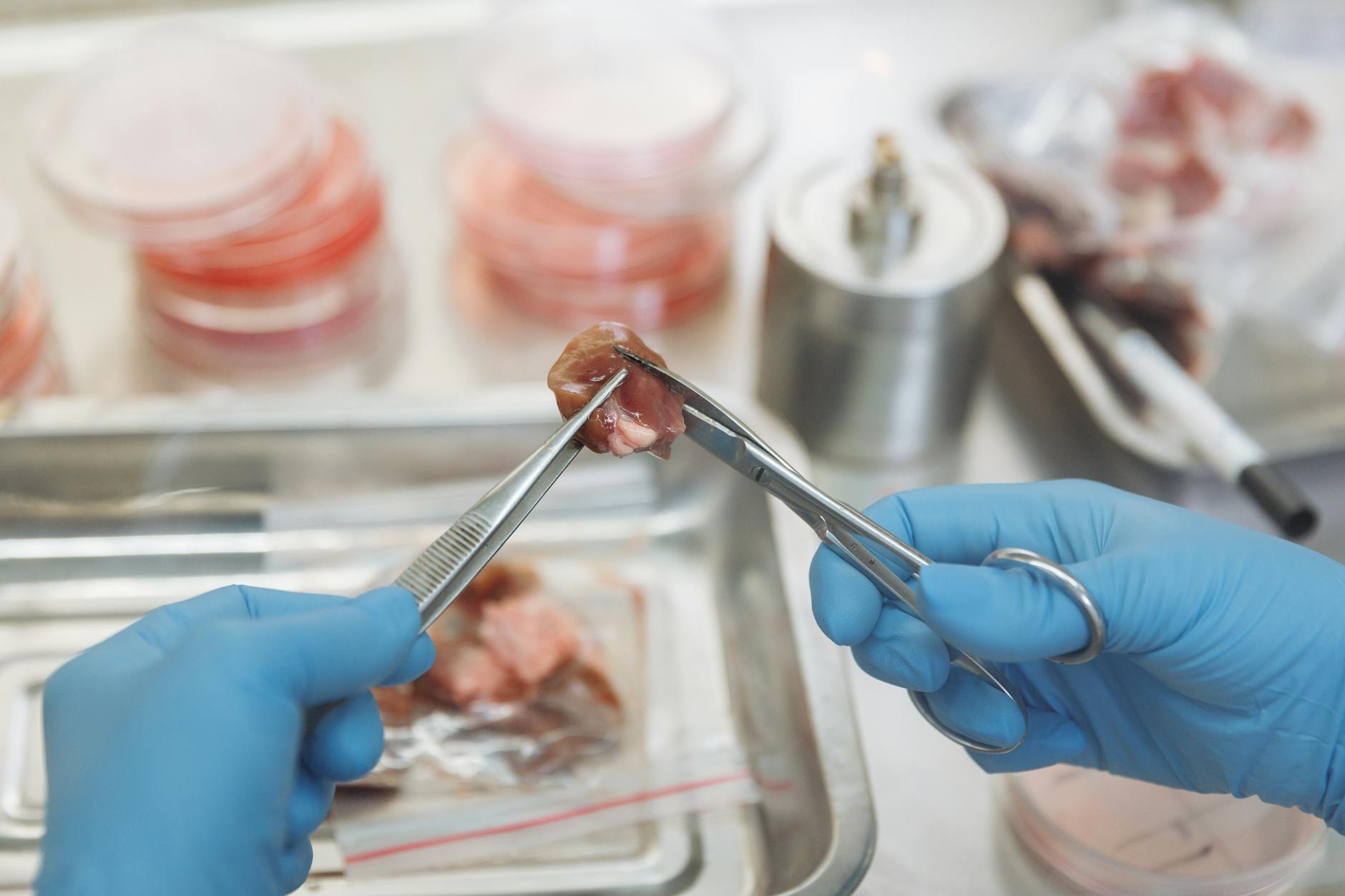 close up of a lab worker doing research and holding a piece of meat