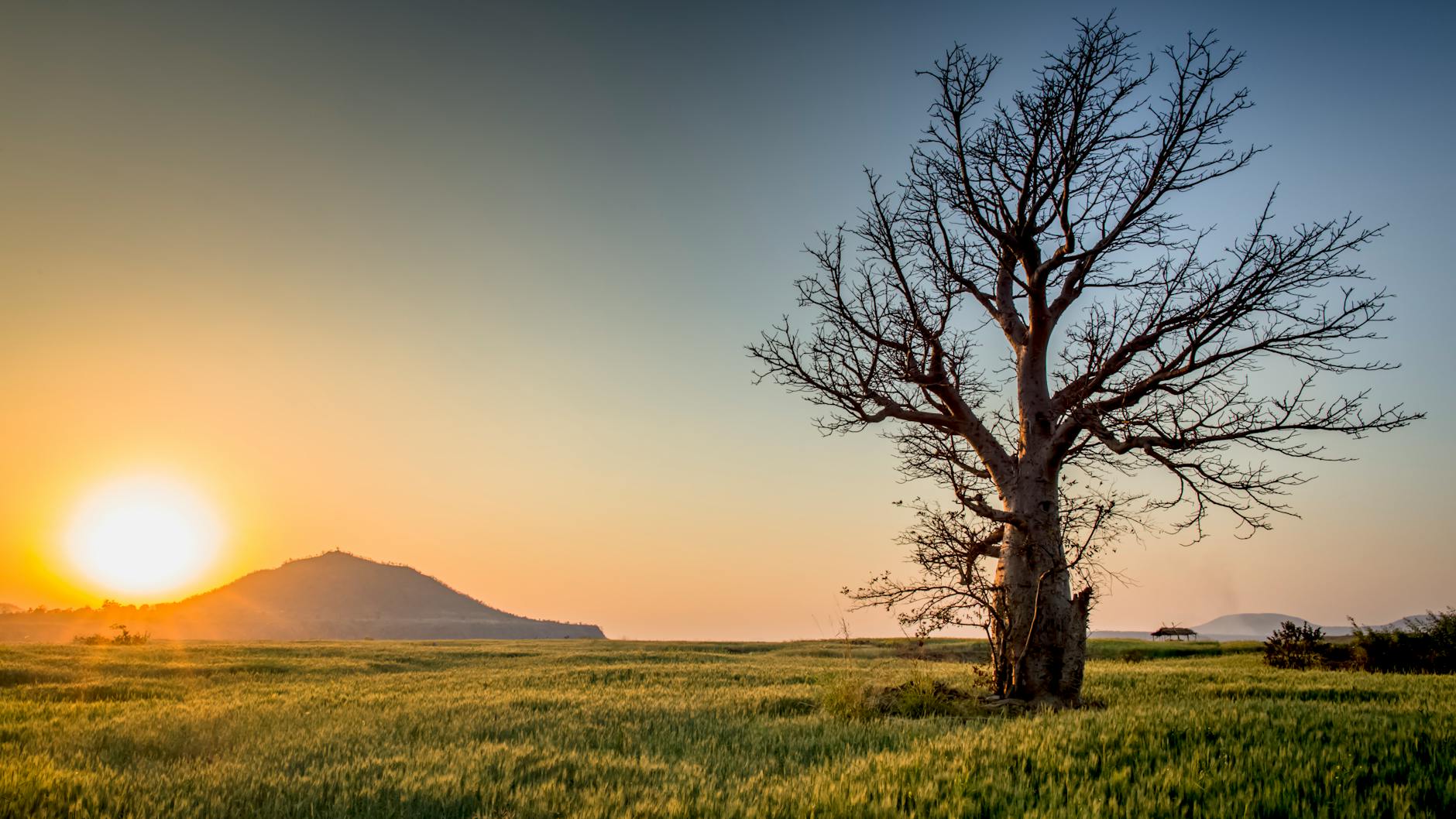 bare tree on grass field