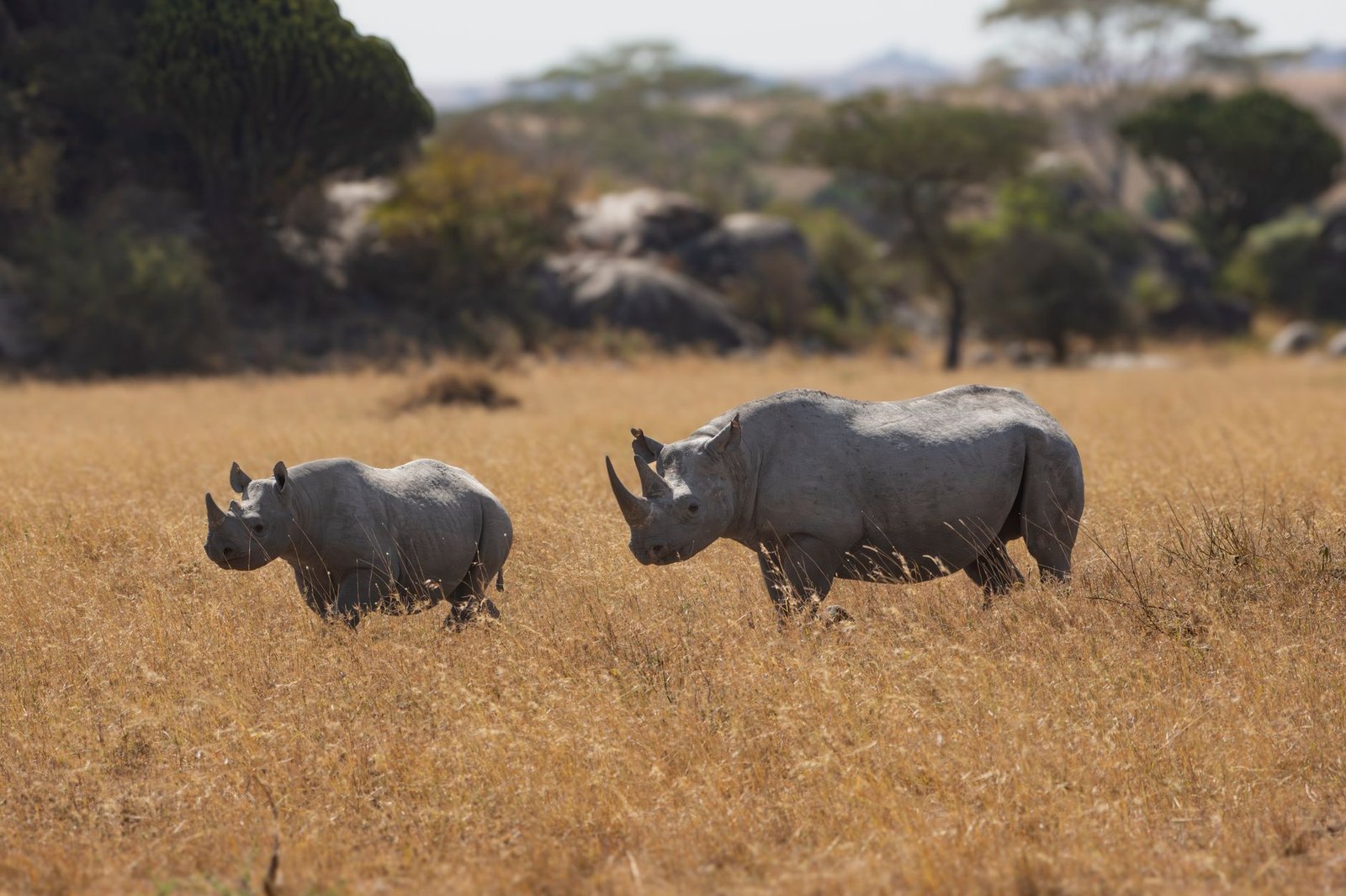 rhinos roaming the serengeti in tanzania