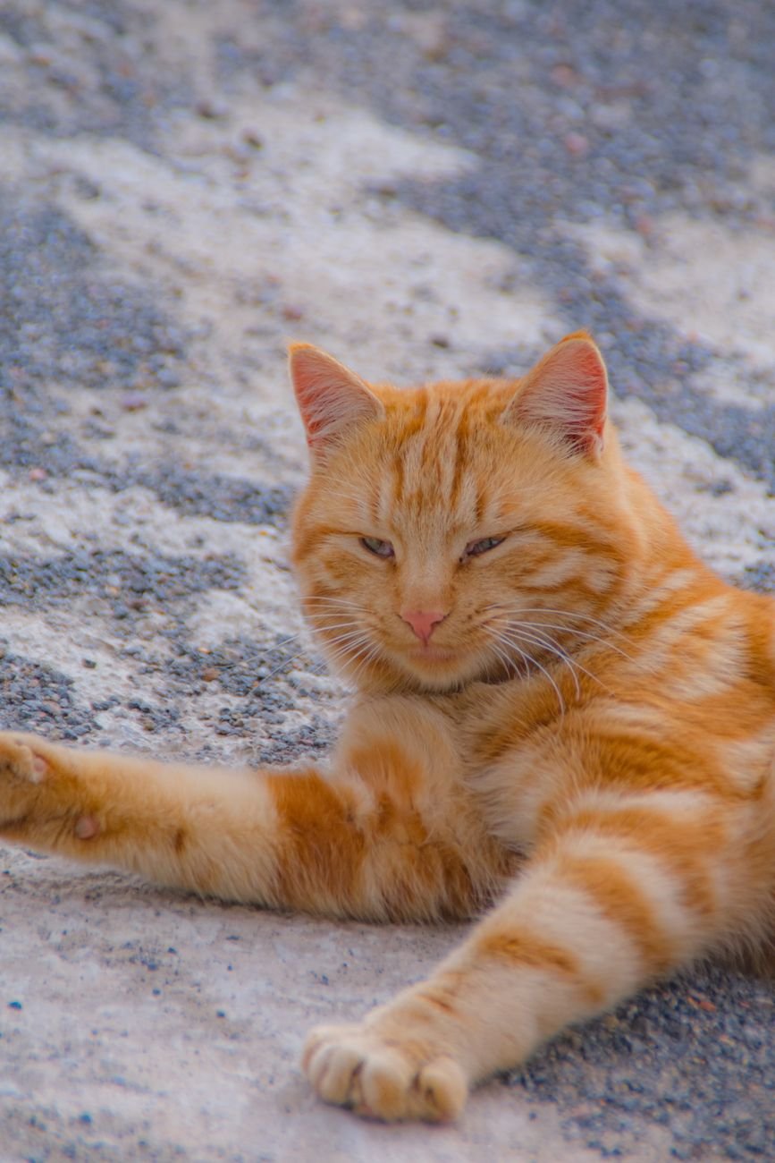 relaxed ginger cat lying on pebbled surface